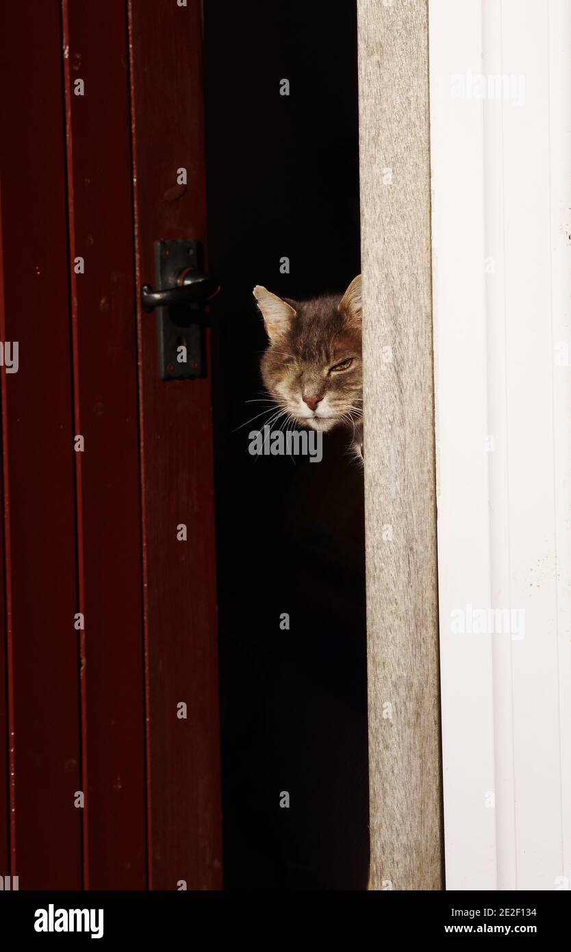 Gatto con un occhio che guarda attraverso la porta Foto Stock