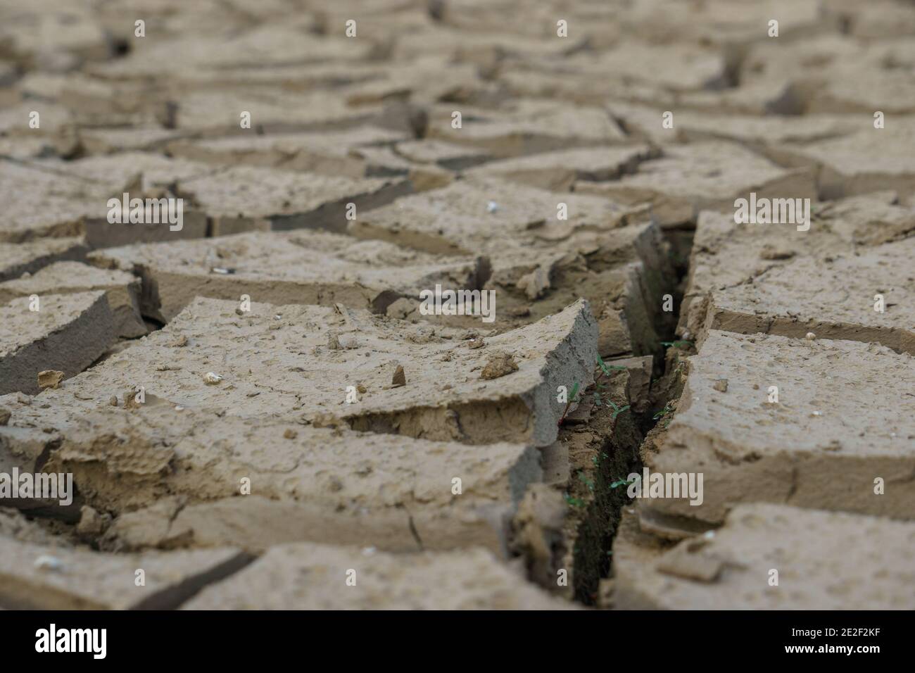 primo piano su di suolo asciutto e incrinato con piccoli seeldings di argilla Foto Stock