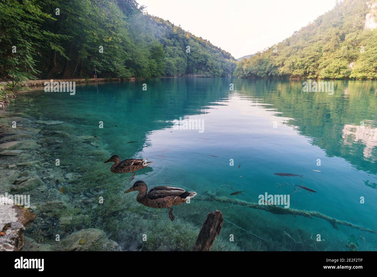 Anatre e pesci nuotano nelle acque cristalline turchesi del lago al Parco Nazionale di Plitvice, Foto Stock