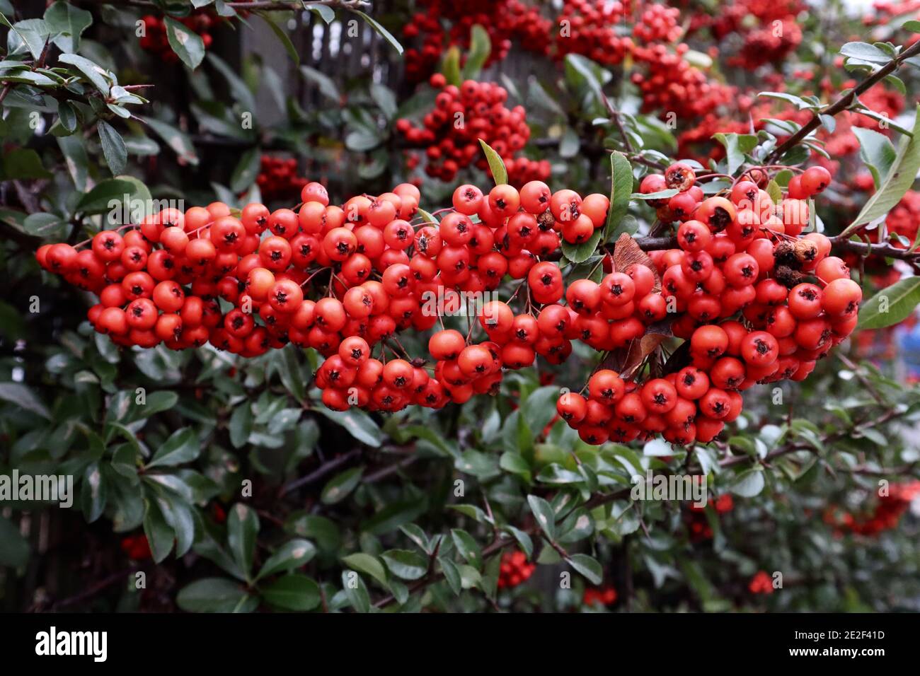 Pyracantha coccinea Scarlet Firethorn – profuse Red berry grapps, gennaio, Inghilterra, Regno Unito Foto Stock