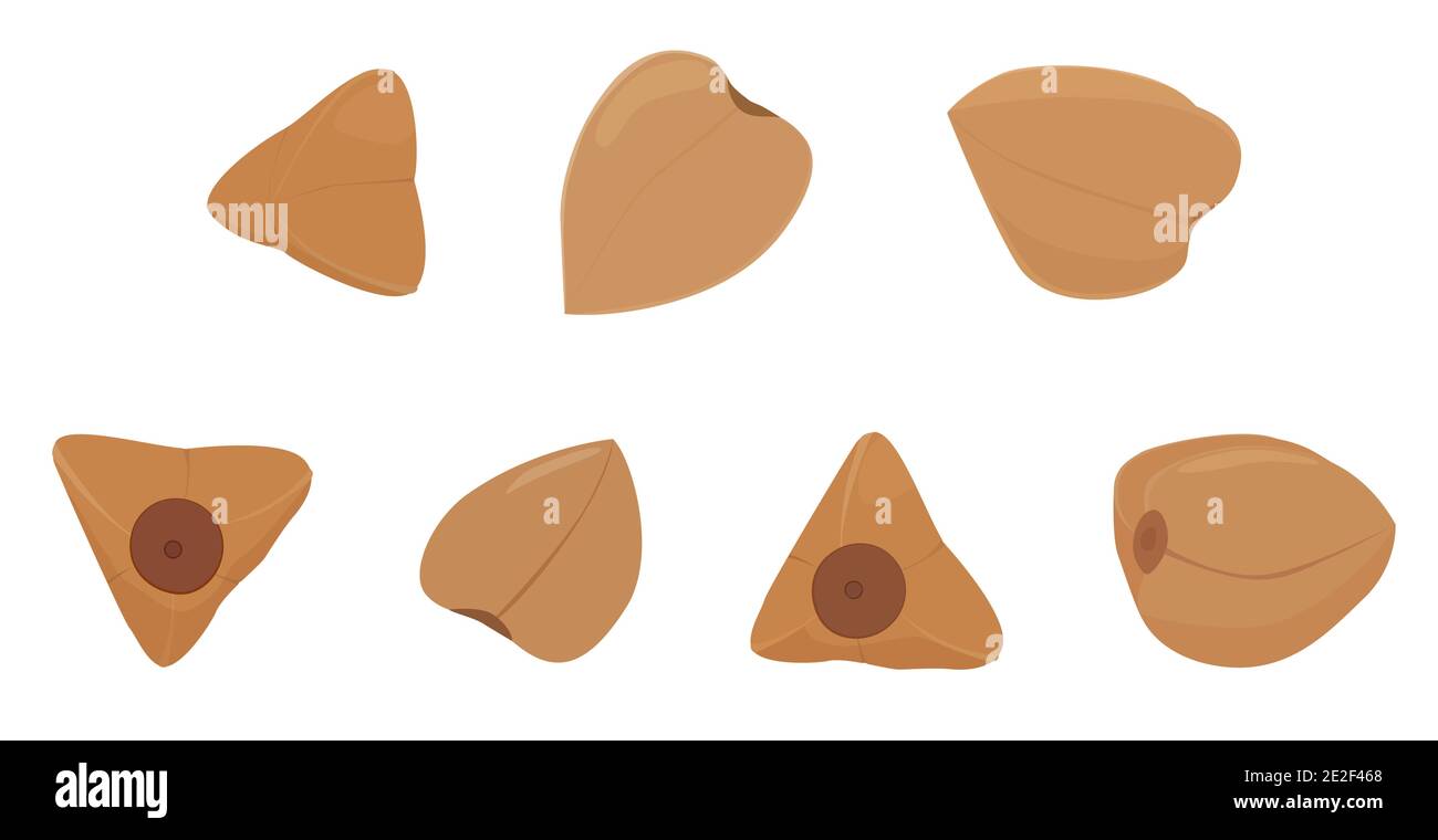 Grano saraceno groats grano di grano saraceno insieme isolato su sfondo bianco. Illustrazione vettoriale cartoon Illustrazione Vettoriale