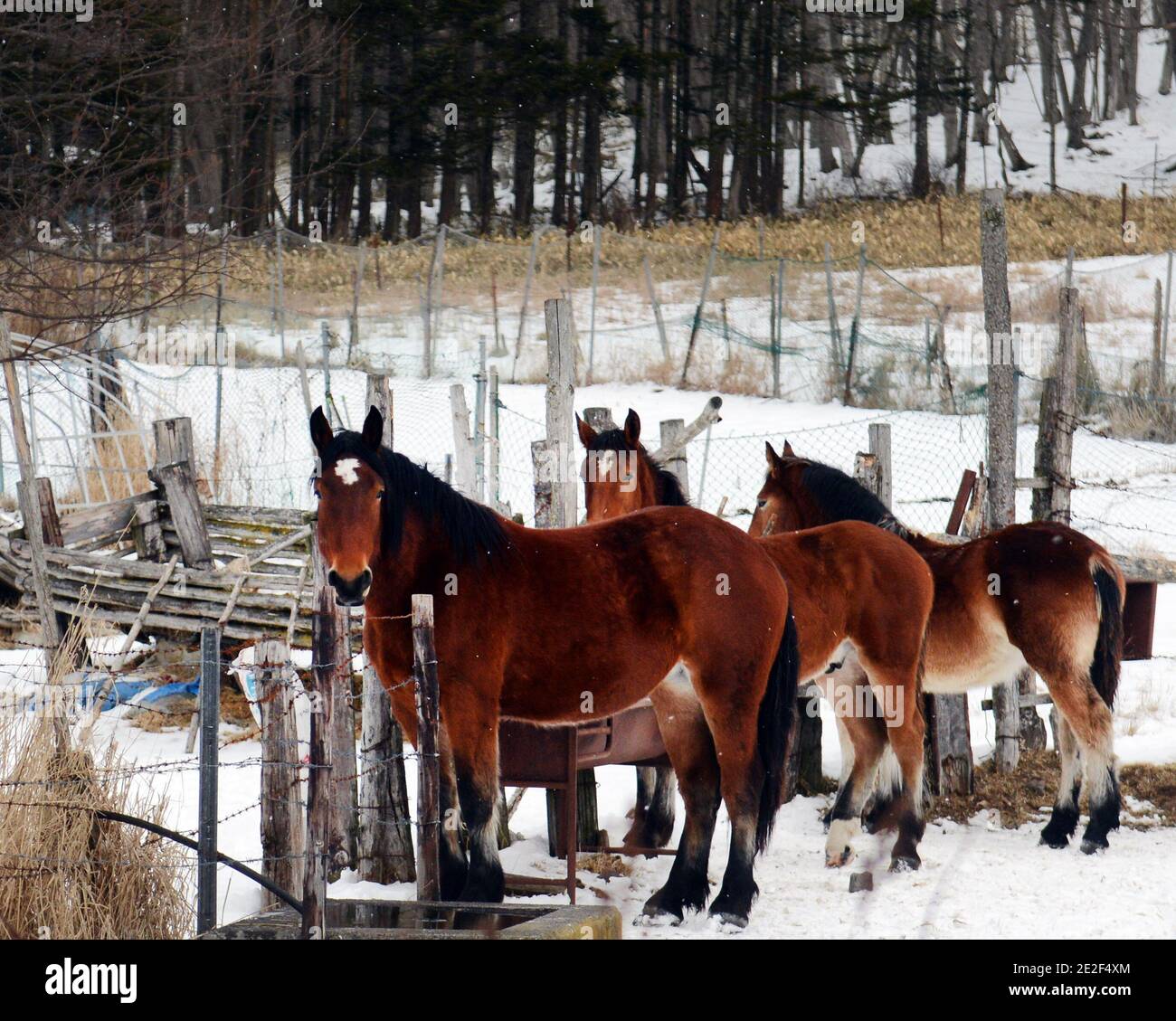 Bei cavalli in piedi sulla neve. Foto Stock