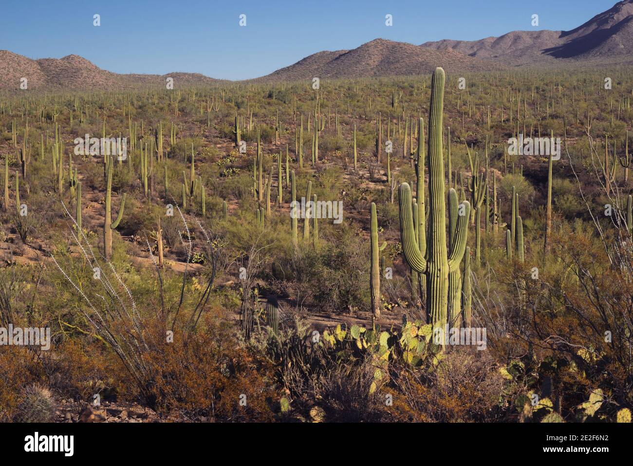 Foresta di cactus Foto Stock