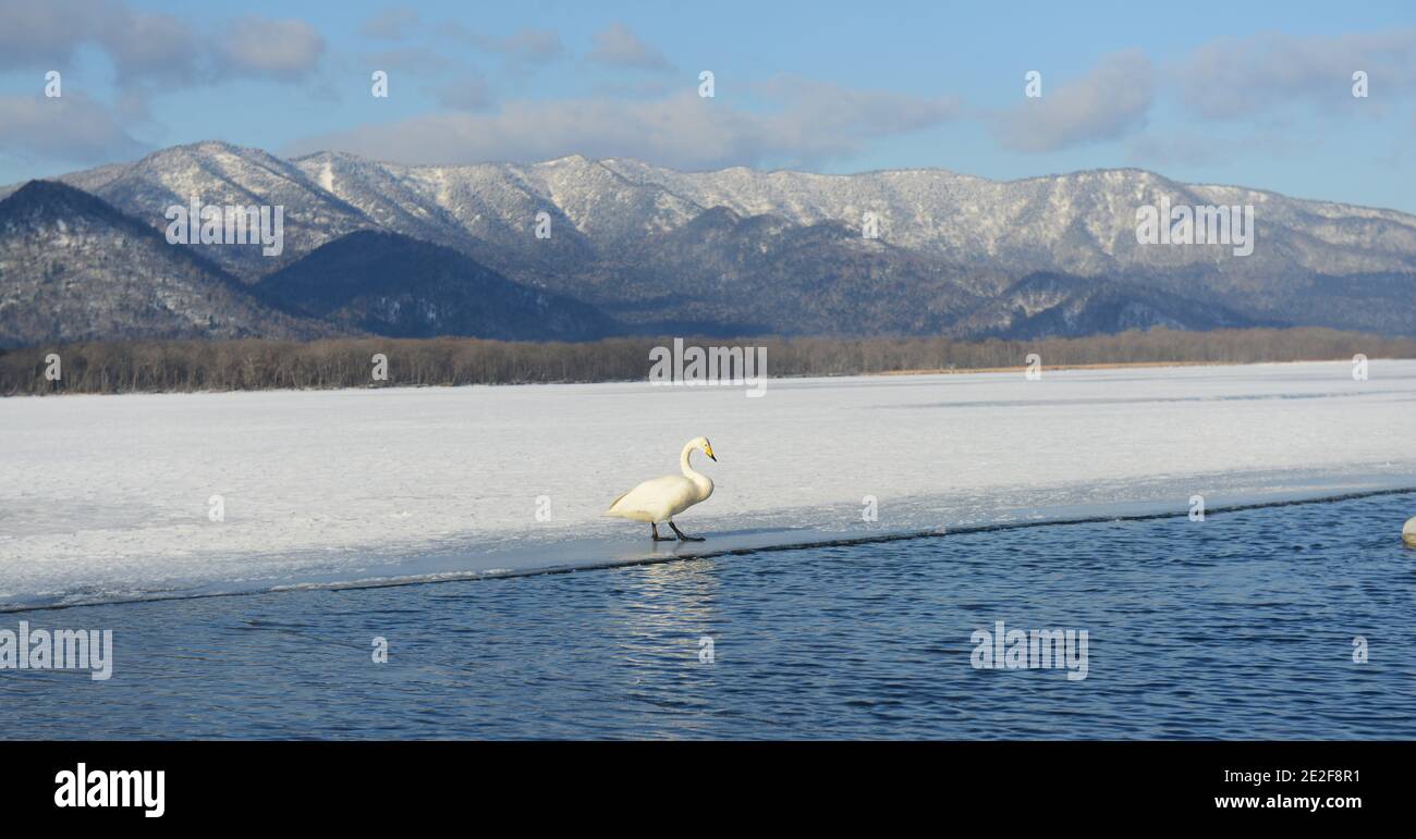 Whooper cigni nel lago di Kussharo, Hokkaido, Giappone Foto Stock
