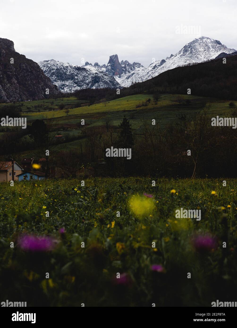 Splendido paesaggio verde con fiori e montagne innevate sullo sfondo delle Asturie, Spagna Foto Stock