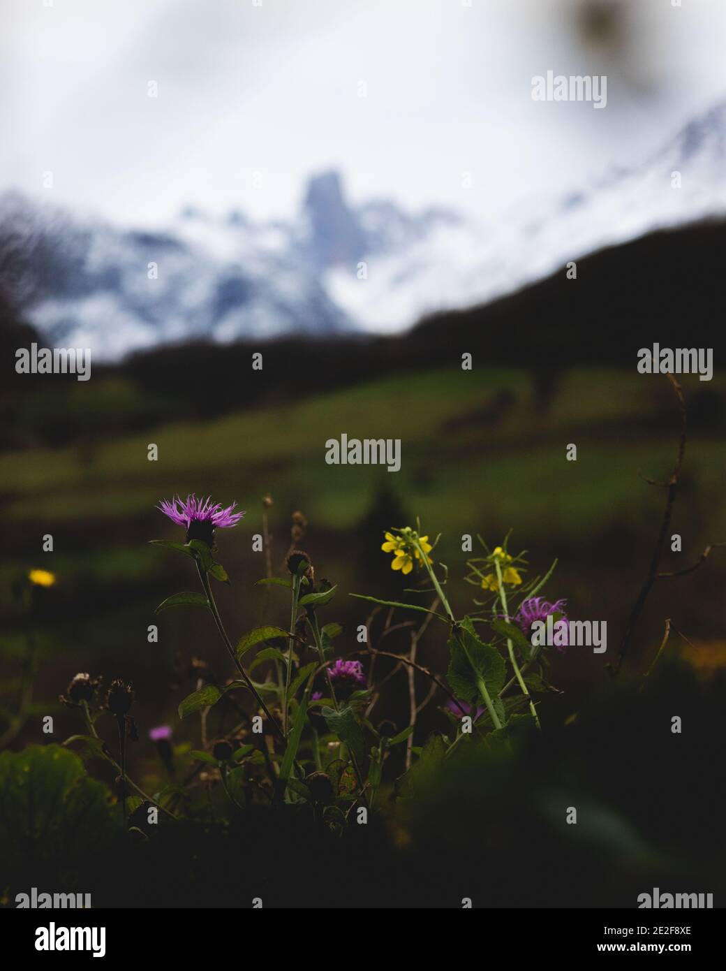 Splendido paesaggio verde con fiori e montagne innevate sullo sfondo delle Asturie, Spagna Foto Stock