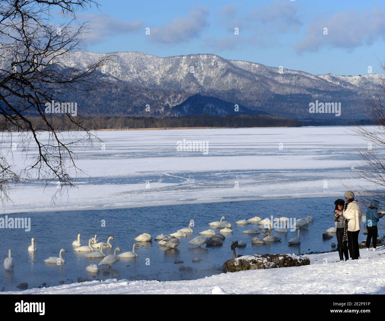 Whooper cigni nel lago di Kussharo, Hokkaido, Giappone Foto Stock