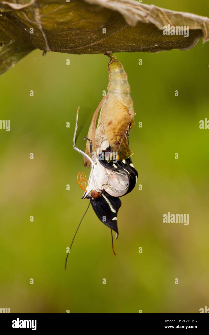 Nymphalid Butterfly femmina emergente da crisalide, Catonephele acontius, Nymphalidae. Allevato dalla larva. Larva immagini 14121917-14121930 e 14121950- Foto Stock