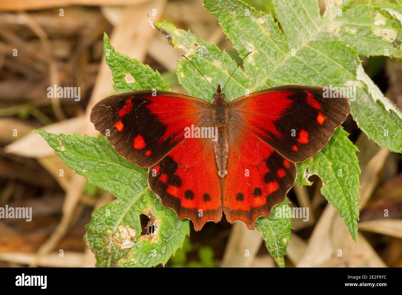 Farfalla a piedi, Lasiophila orbifera, Nymphalidae. Vista dorsale. Foto Stock