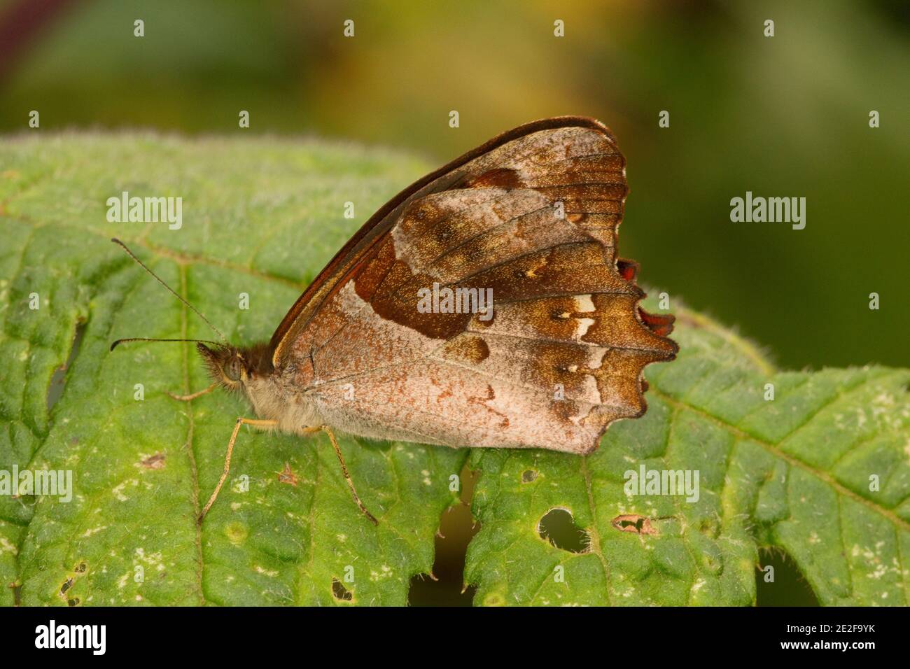 Farfalla a piedi, Lasiophila orbifera, Nymphalidae. Vista ventrale. Foto Stock