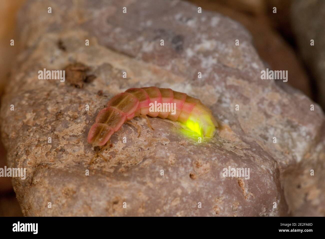 Femmina larviform Firefly, Microphus fragilis, Lampyridae. Lunghezza 12 mm. Foto Stock