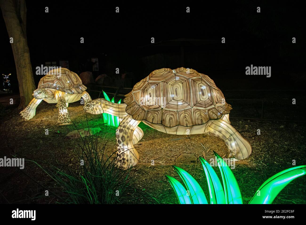 Display luminoso Zoo Tartaruga Foto Stock