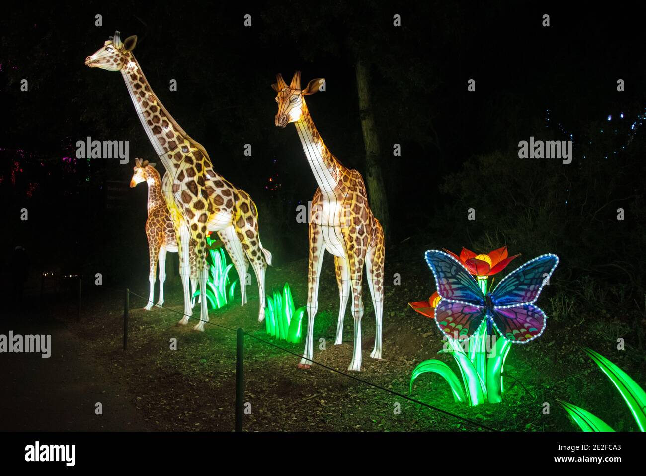 Giraffe Zoo Light Display Foto Stock
