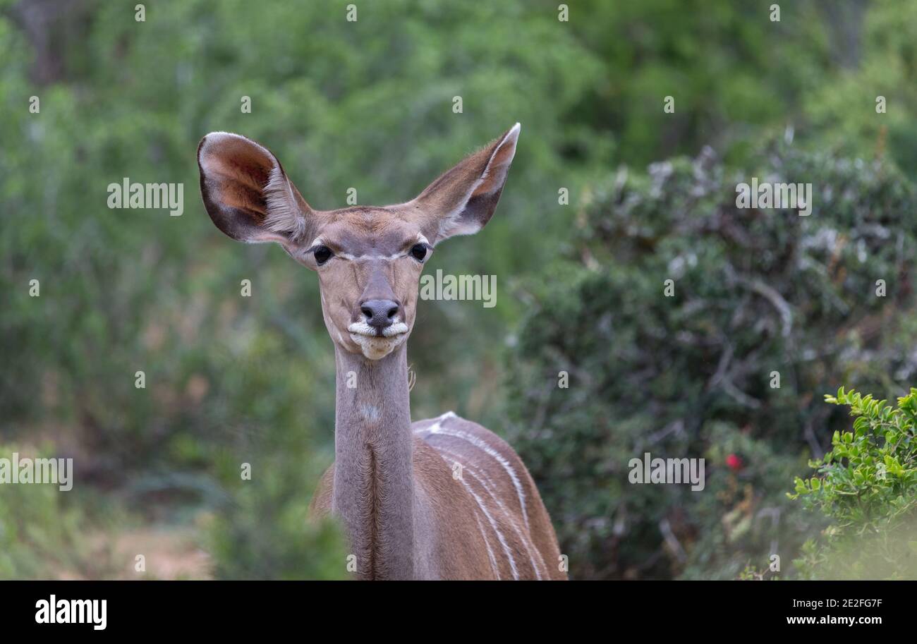L'antilope femminile del Kudu (Tragelaphus strepsiceros) fa contatto visivo nella natura selvaggia al parco nazionale di Addo Elephant, Sudafrica Foto Stock