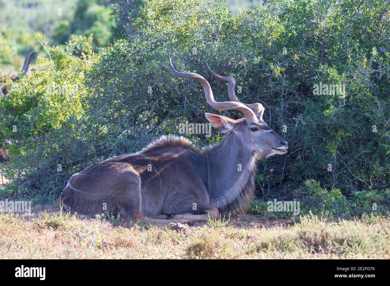 Antilope maschile del Kudu (Tragelaphus strepsiceros) animale sdraiato, a lato, nella natura selvaggia al parco nazionale degli elefanti di Addo, Sudafrica Foto Stock