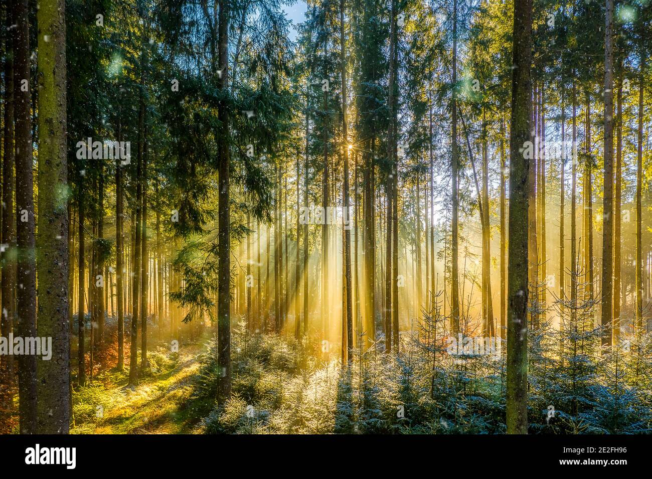 Momento meraviglioso al mattino, raggi del sole stanno attraversando la nebbia nella foresta, ambiente idilliaco scenario per una riproduzione moody carta da parati. Foto Stock