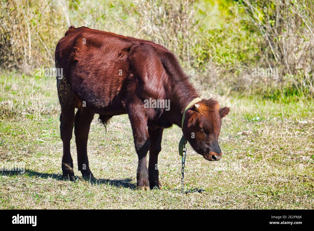 Estate. Il simbolo dell'oroscopo 2021. Foto Stock