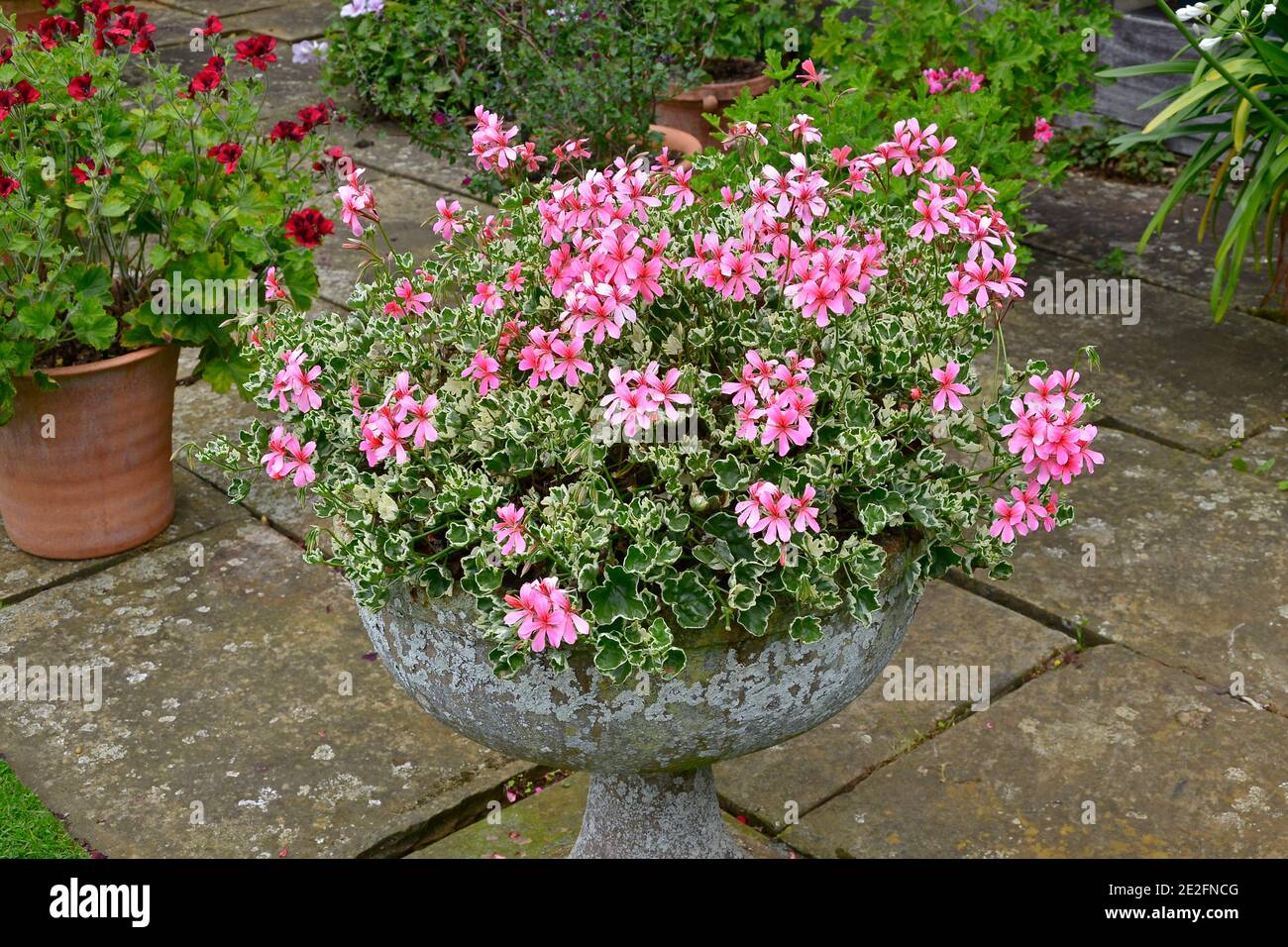 Contenitore da giardino con Pelargonio fiorito 'Rose Silver Cascade' su un terrazza giardino Foto Stock