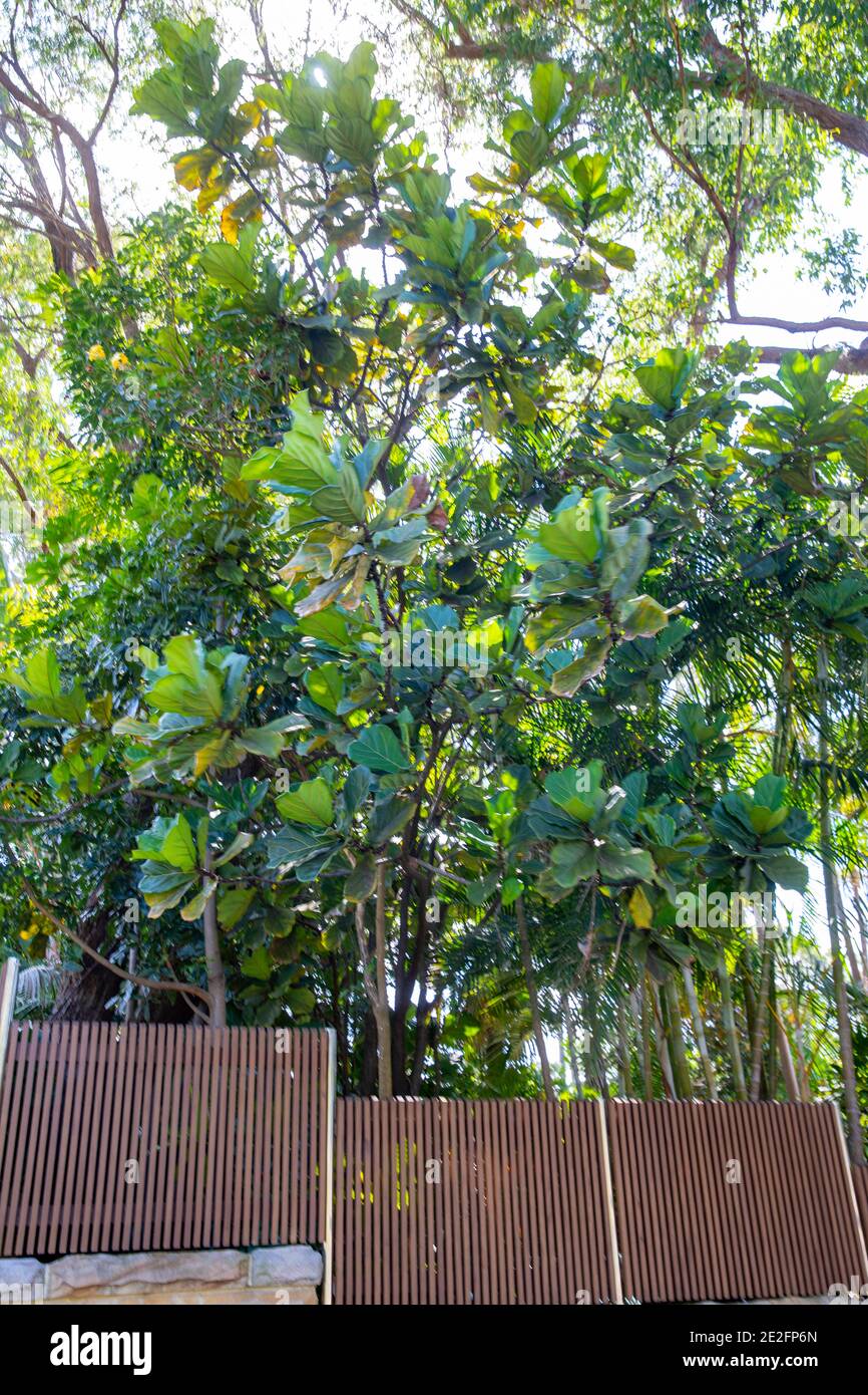 Fico Ficus Lyrata foglie di fiddle che cresce all'esterno in un giardino E raggiungendo circa 20 piedi di altezza, Sydney, Australia Foto Stock