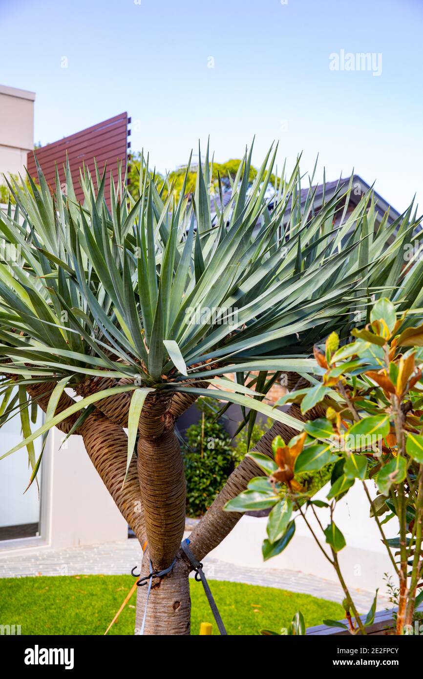 Dracaena Draco drago albero legato per il supporto in una Sydney giardino, NSW, Australia Foto Stock