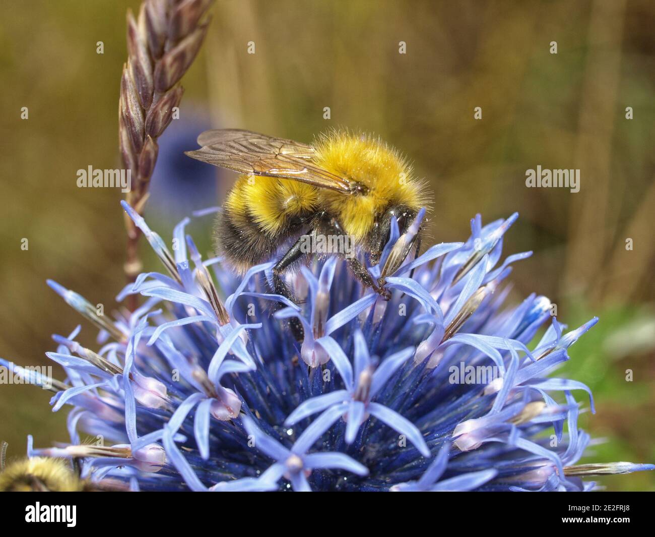 Bumblebees fuzzy su un fiore di allio blu contro un blured sfondo Foto Stock