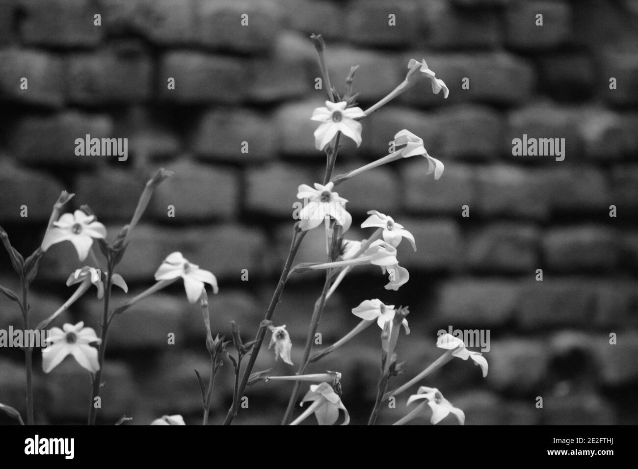 Foto bianco-nero di fiori delicati durante il giorno sul sfondo sfocato Foto Stock