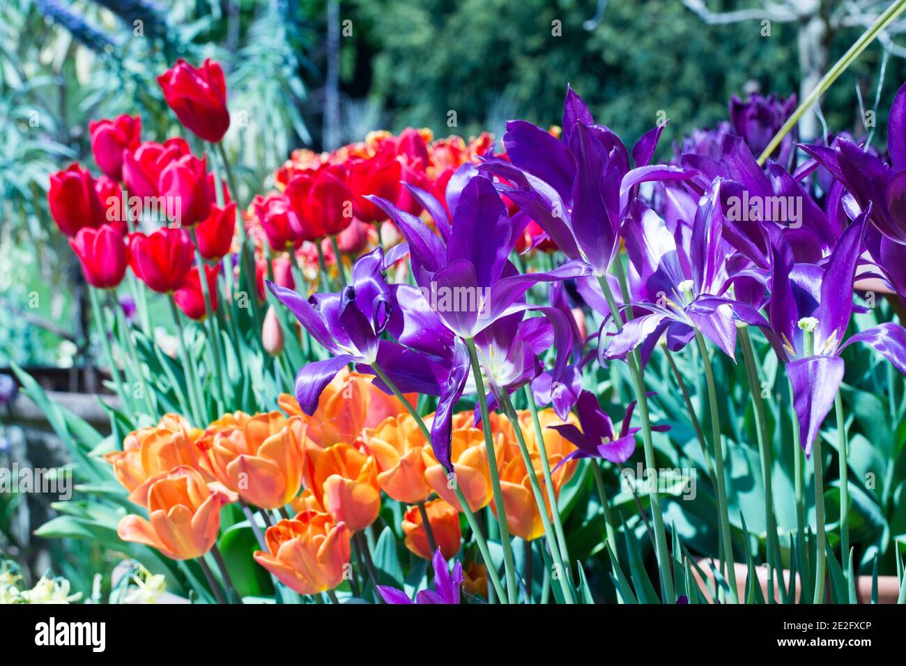 Campo di tulipani colorati e vari su un giorno di primavera luminoso e soleggiato Foto Stock