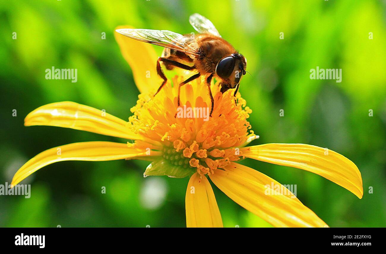 Primo piano di un'ape di miele che raccoglie polline da un vivace giallo margherita come fiore contro un naturale fuori mettere a fuoco lo sfondo verde Foto Stock