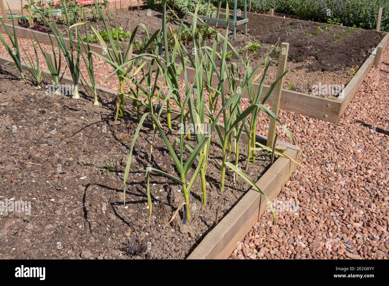 Piante di aglio biologiche coltivate in casa (Allium sativum) che crescono in un letto rialzato su un'assegnazione in un giardino vegetale in Devon rurale, Inghilterra, Regno Unito Foto Stock