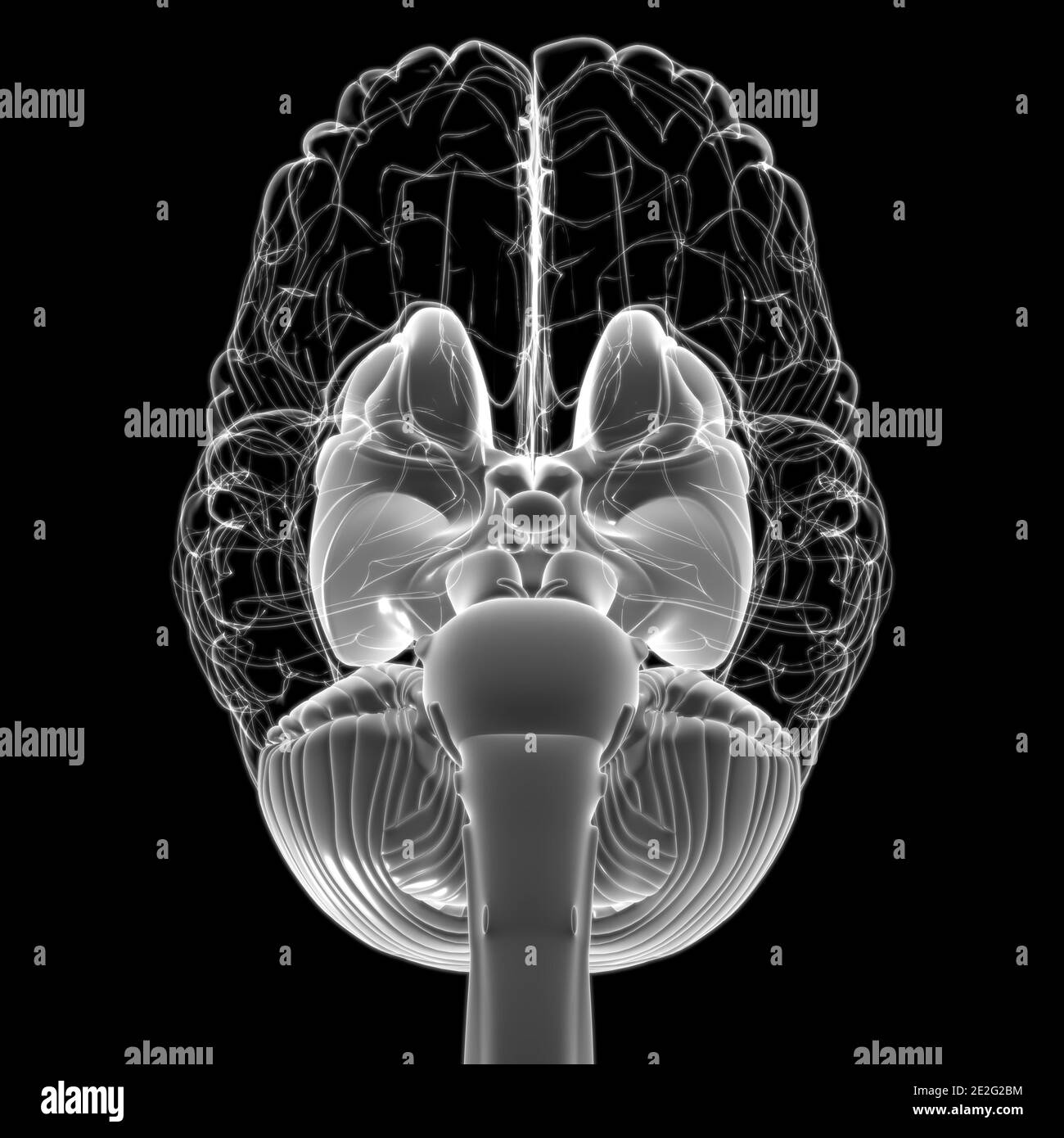 Anatomia delle parti interne del cervello umano per l'illustrazione 3D del concetto medico Foto Stock