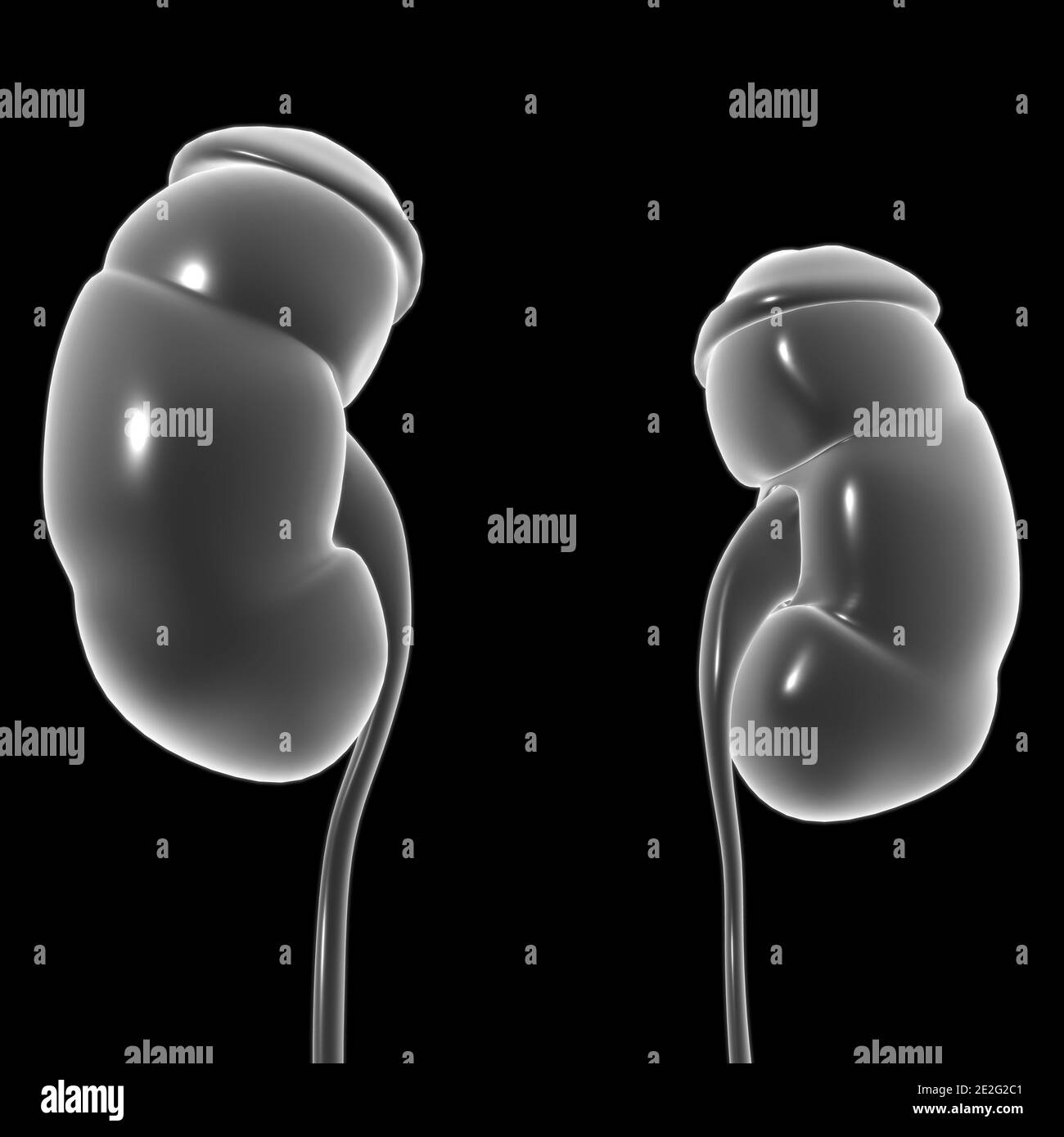 Reni del sistema urinario umano con anatomia della vescica per l'illustrazione 3D del concetto medico Foto Stock