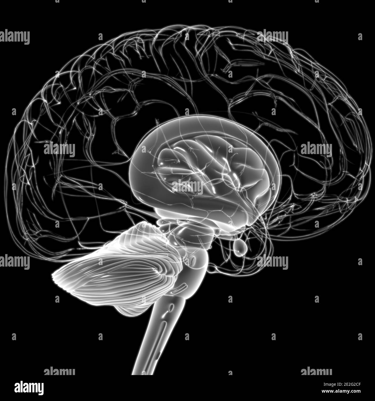 Anatomia delle parti interne del cervello umano per l'illustrazione 3D del concetto medico Foto Stock