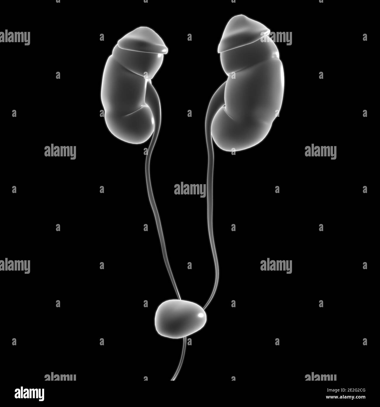 Reni del sistema urinario umano con anatomia della vescica per l'illustrazione 3D del concetto medico Foto Stock