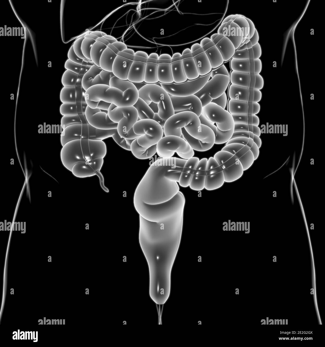 Illustrazione 3D dell'intestino tenue e dell'intestino tenue Anatomia del sistema digestivo umano per il concetto medico Foto Stock