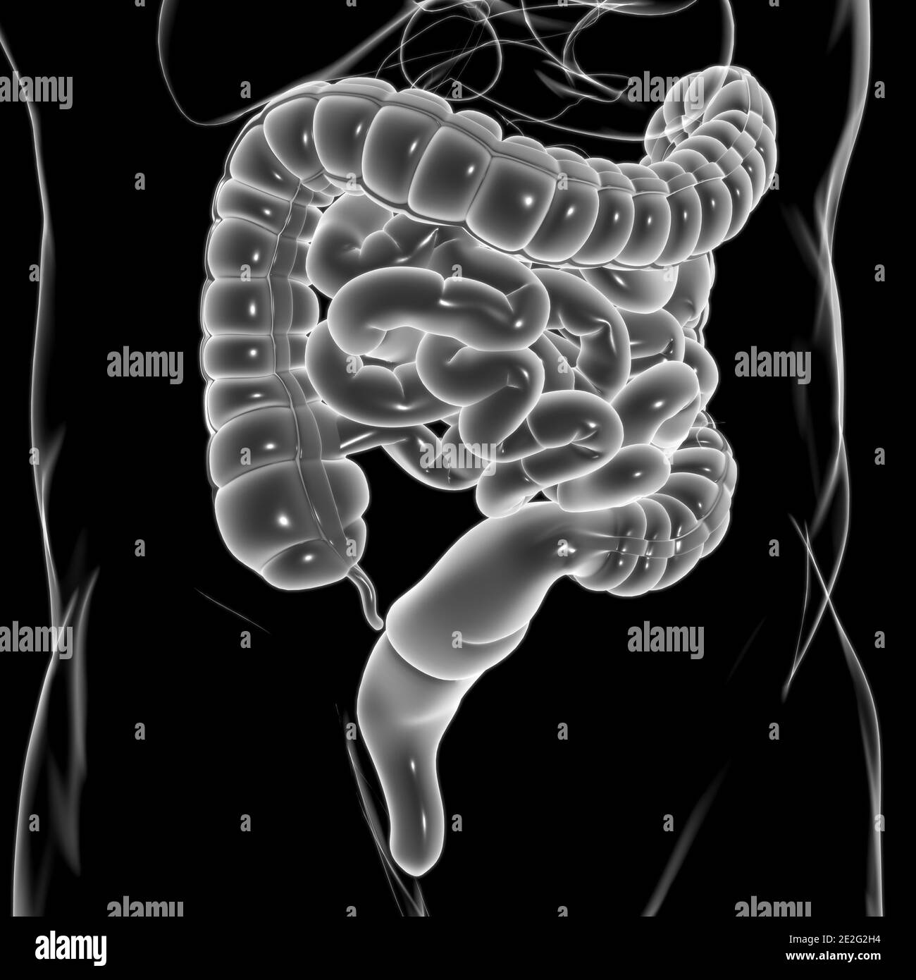 Illustrazione 3D dell'intestino tenue e dell'intestino tenue Anatomia del sistema digestivo umano per il concetto medico Foto Stock