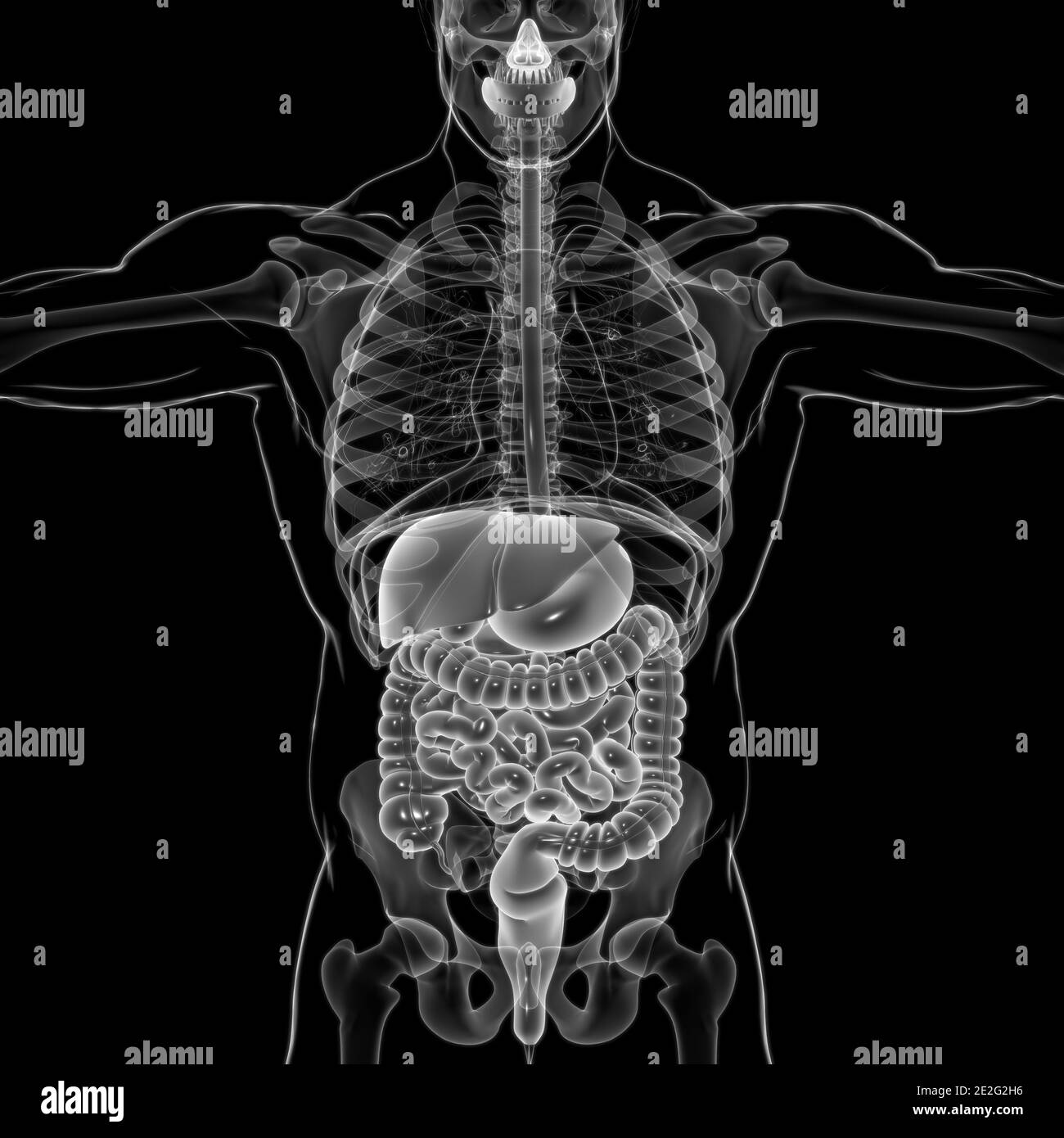 Anatomia del sistema digestivo umano per l'illustrazione 3D del concetto medico Foto Stock