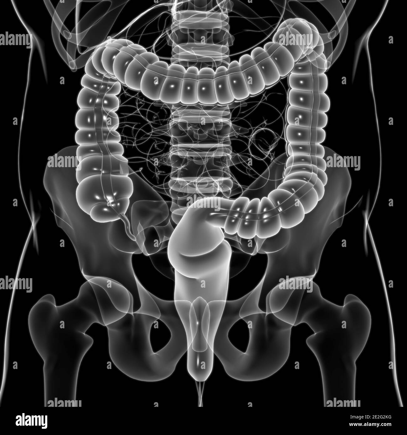 Illustrazione 3D dell'intestino crasso sistema digestivo umano Anatomia per concetto medico Foto Stock