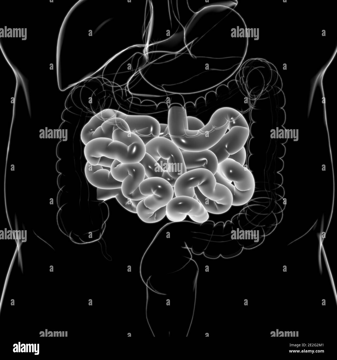 Illustrazione 3D dell'intestino tenue sistema digestivo umano Anatomia per il concetto medico Foto Stock