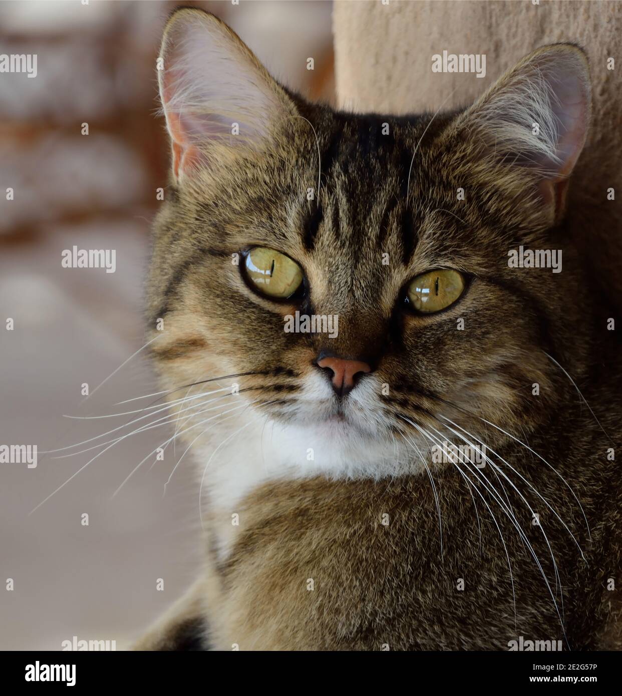 Un gatto grazioso Foto stock - Alamy