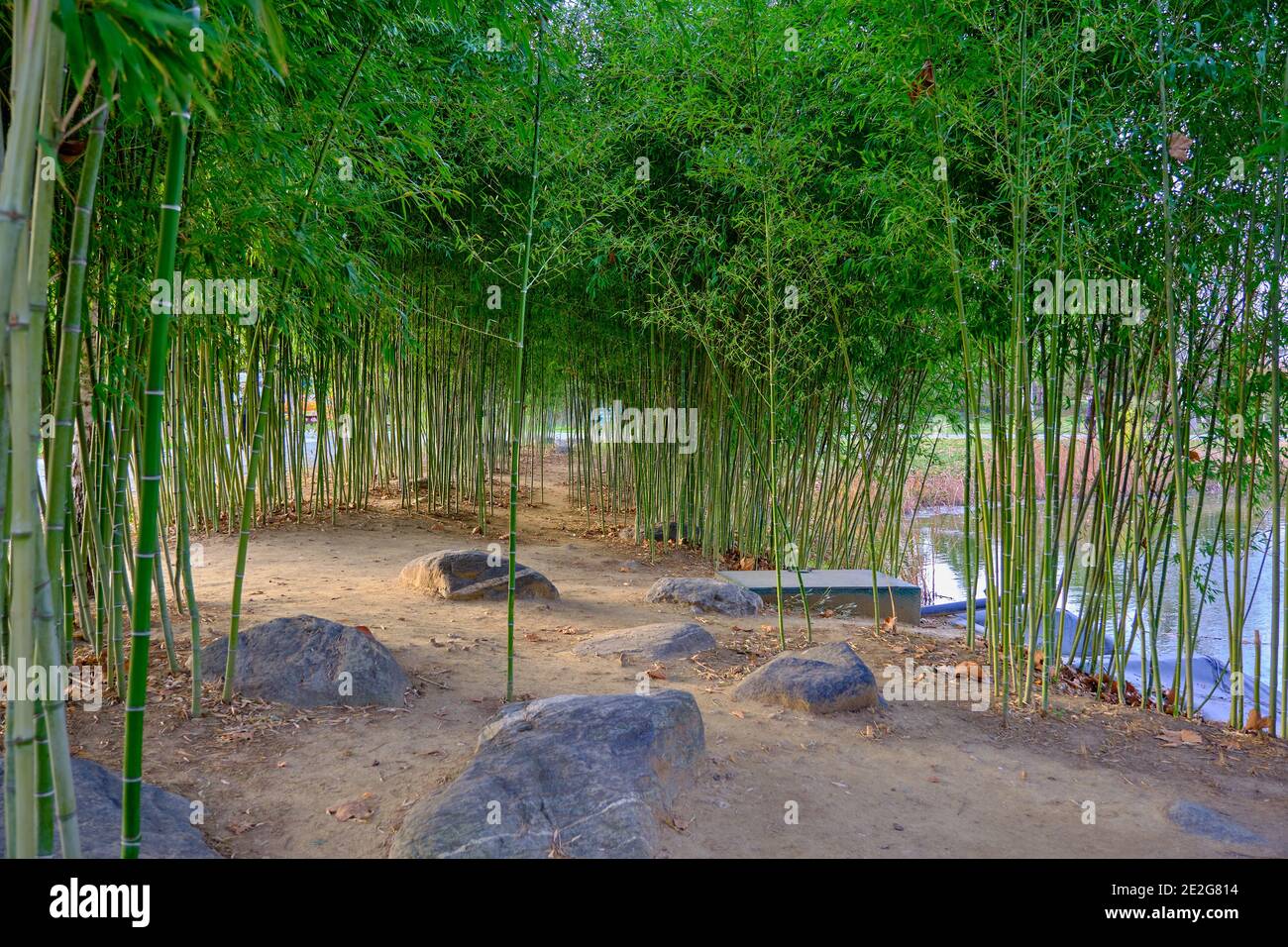 Piante di bambù e ci è laghetto piccolo e laghetto dietro queste piante. Foto Stock