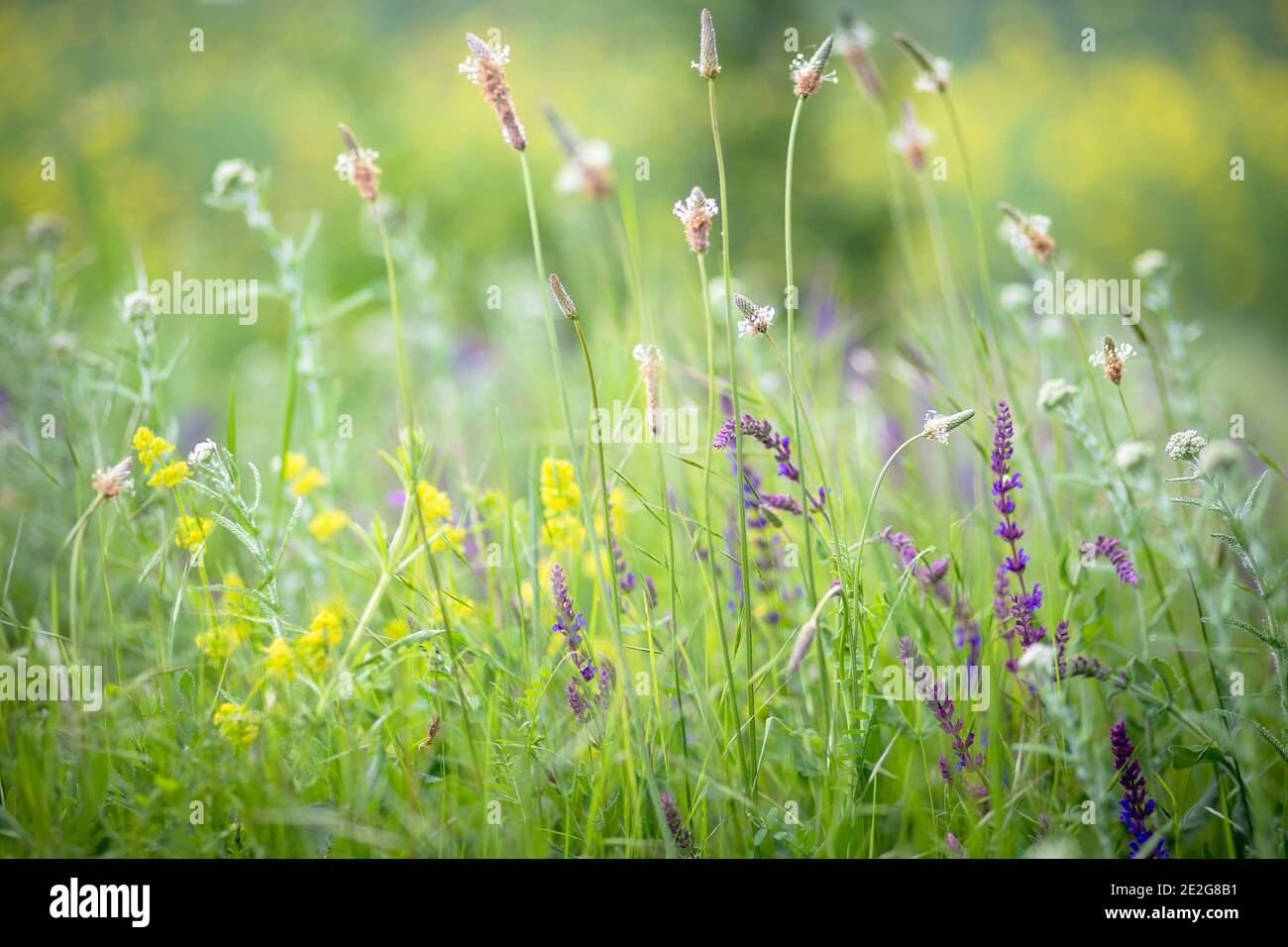 Fiori di primavera colorati nel prato su sfondo sfocato Foto Stock