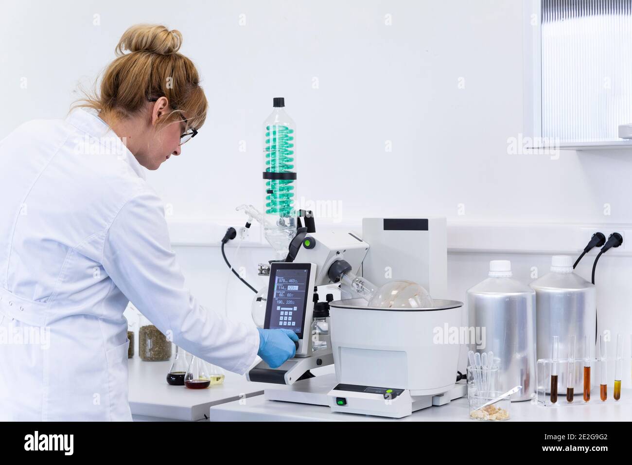 Chimico scienziato che opera su vaporizzatore rotazionale chiamato rotavapor. Controlla la velocità e il vuoto per l'estrazione dell'olio CBD in matraccio rotante. Macchina h Foto Stock