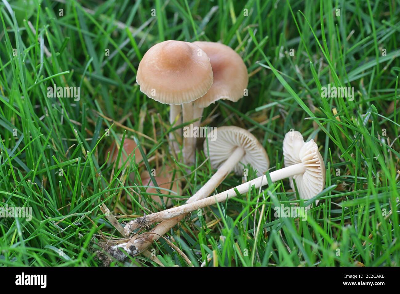 Marasmius oreades, conosciuto come fata anello fungo o fata anello champignon, funghi commestibili selvatici dalla Finlandia Foto Stock