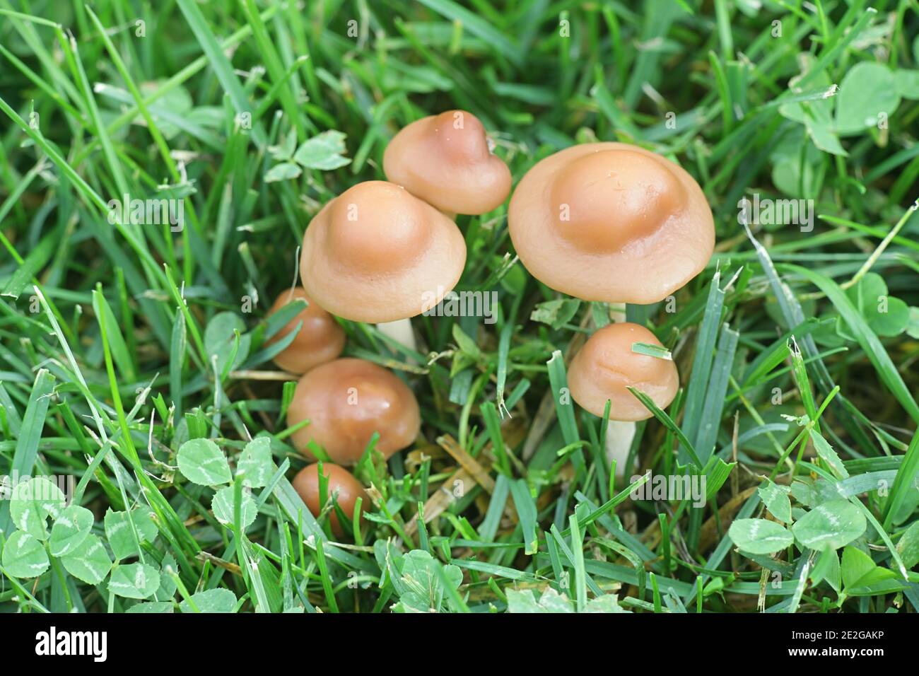Marasmius oreades, conosciuto come fata anello fungo o fata anello champignon, funghi commestibili selvatici dalla Finlandia Foto Stock