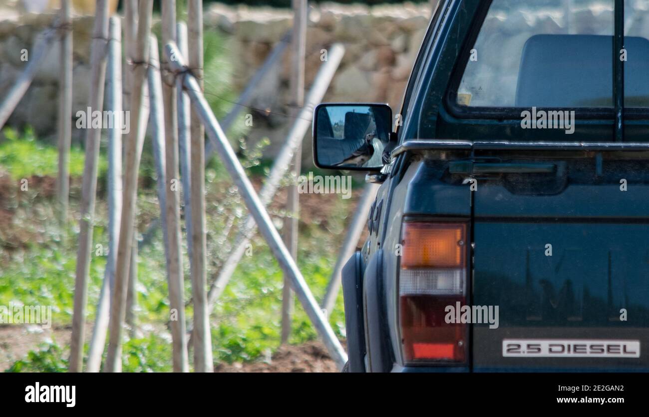Ra, MALTA - 08 dicembre 2016: Un uccello bianco di coda di Wagnola, Motacilla alba, combattendo contro la propria riflessione in un pick-up furgone specchio laterale, mostrando dominano Foto Stock