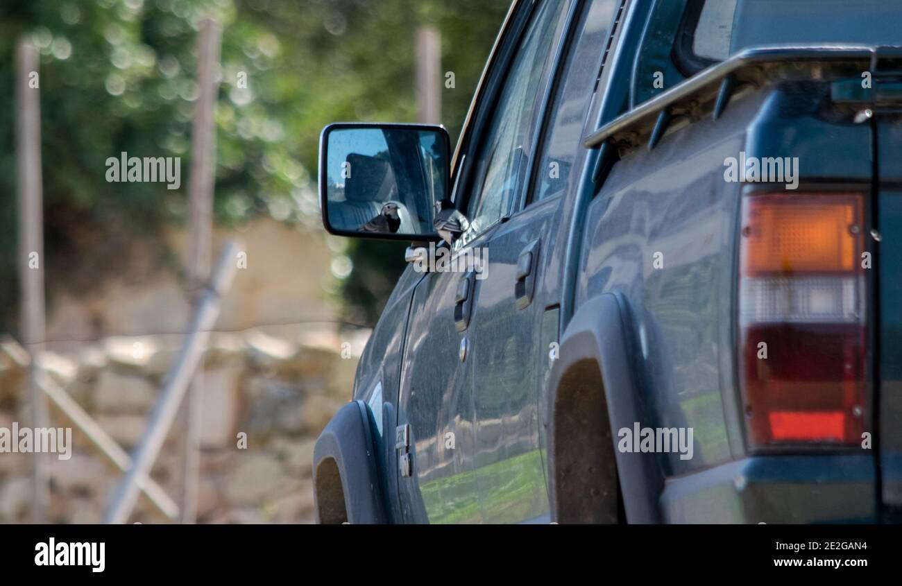 Ra, MALTA - 08 dicembre 2016: Un uccello bianco di coda di Wagnola, Motacilla alba, combattendo contro la propria riflessione in un pick-up furgone specchio laterale, mostrando dominano Foto Stock