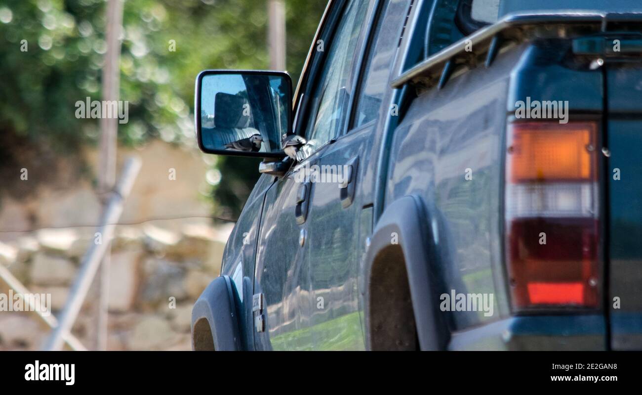 Ra, MALTA - 08 dicembre 2016: Un uccello bianco di coda di Wagnola, Motacilla alba, combattendo contro la propria riflessione in un pick-up furgone specchio laterale, mostrando dominano Foto Stock