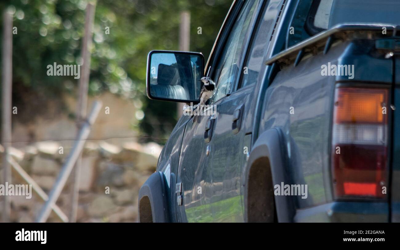 Ra, MALTA - 08 dicembre 2016: Un uccello bianco di coda di Wagnola, Motacilla alba, combattendo contro la propria riflessione in un pick-up furgone specchio laterale, mostrando dominano Foto Stock