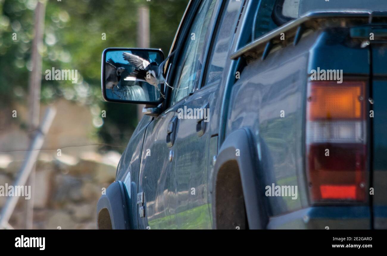 Ra, MALTA - 08 dicembre 2016: Un uccello bianco di coda di Wagnola, Motacilla alba, combattendo contro la propria riflessione in un pick-up furgone specchio laterale, mostrando dominano Foto Stock