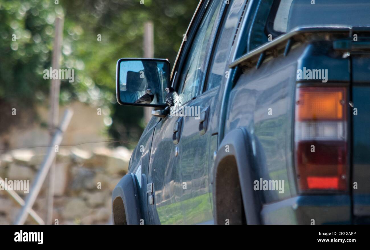 Ra, MALTA - 08 dicembre 2016: Un uccello bianco di coda di Wagnola, Motacilla alba, combattendo contro la propria riflessione in un pick-up furgone specchio laterale, mostrando dominano Foto Stock